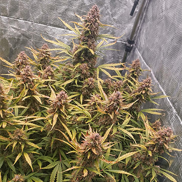 Cannabis seeds Auto Power Plant Feminised Silver - 500 pcs